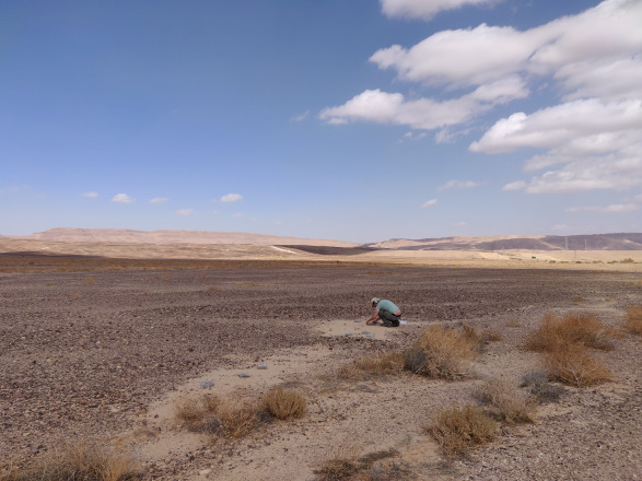 New Study Reveals Larger Insects' Critical Role in Decomposition in Arid Ecosystems