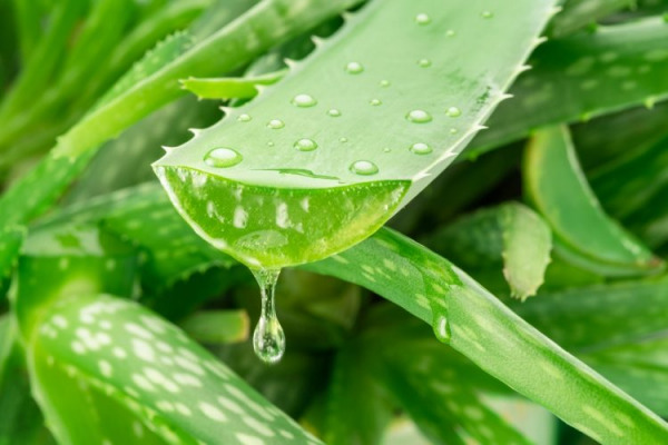 Cultured Meat’s New Secret Ingredient: Aloe Vera