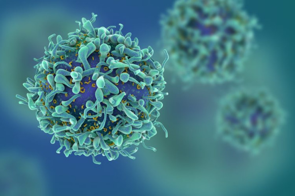 T-Cell: Unlocking Immunity with New Insights into Activation