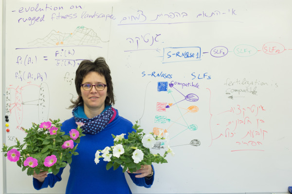 Hidden Mechanisms Behind Hermaphroditic Plant Self-Incompatibility Revealed