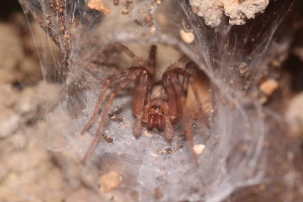 Researchers Find Seven New Spider Species in Caves in Israel Researchers Find Seven New Spider Species in Caves in Israel