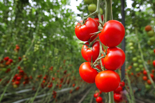 Researchers Develop New Drought Tolerant Variety of Tomatoes Researchers Develop New Drought Tolerant Variety of Tomatoes
