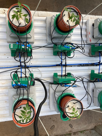 Hidden Signals in Water Reveal Disease Early in Tomato Plants