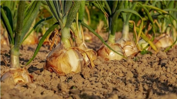 Optimizing Leaf Hydration through Light Intensity and Color Ratios Potentially Improving Agricultural Practices Optimizing Leaf Hydration through Light Intensity and Color Ratios Potentially Improving Agricultural Practices