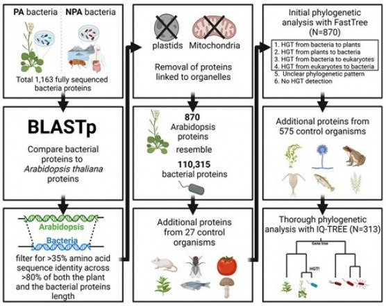 Plant and bacteria have extensively exchanged genes during their evolution