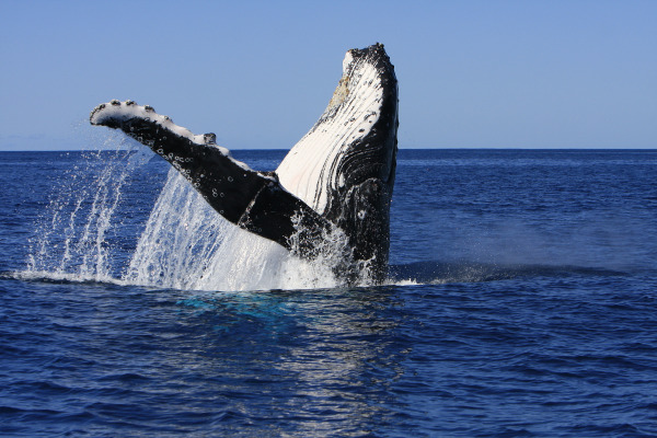 Whale Song Has Structure Similar to Human Language