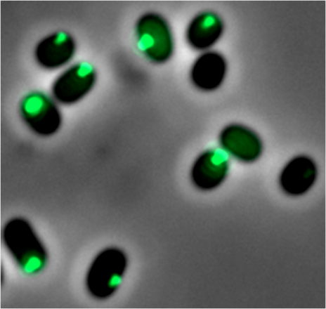 A Hidden Control Center: How Bacteria Regulate Their Attack Strategies