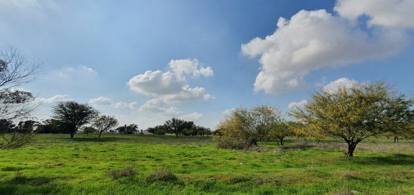 Ecological Impact of Eucalyptus Trees in the Western Negev: Balancing Benefits and Risks